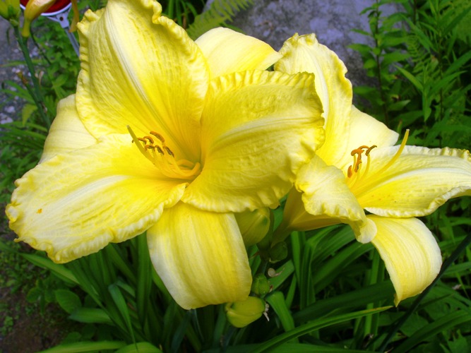 GARDEN%202015%20015