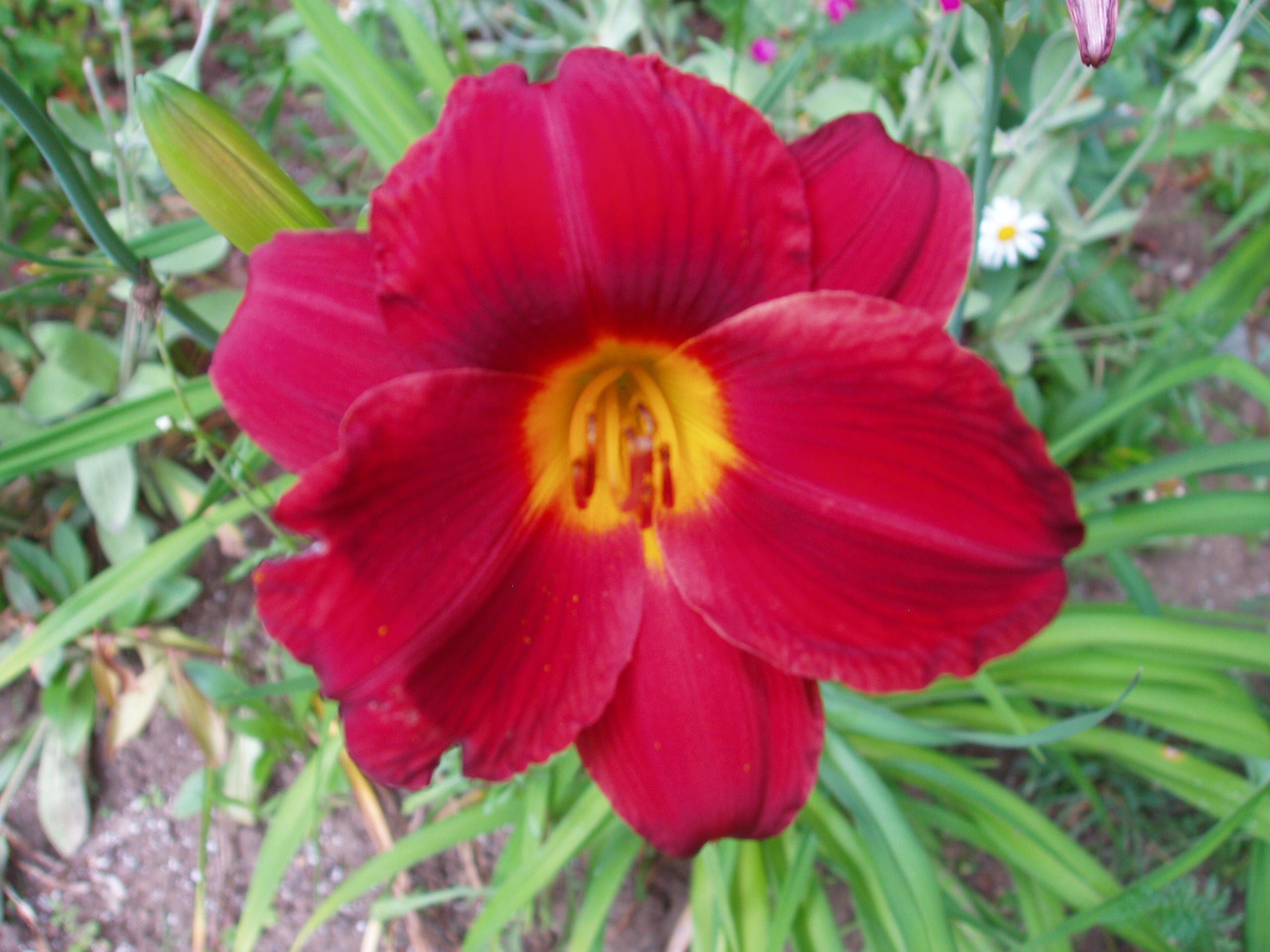GARDEN%202015%20019