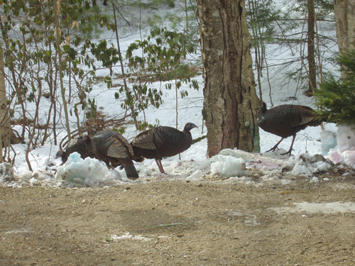 Turkeys 1