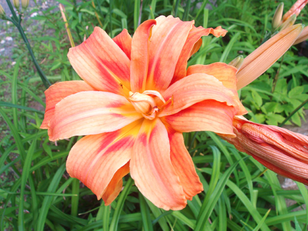 Double%20tiger%20lily