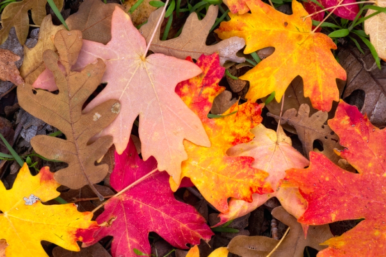 IStock autumn%20leaves