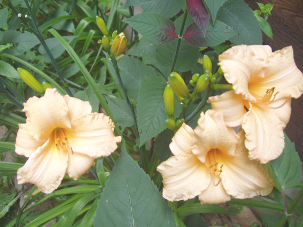 Peachdayliliy