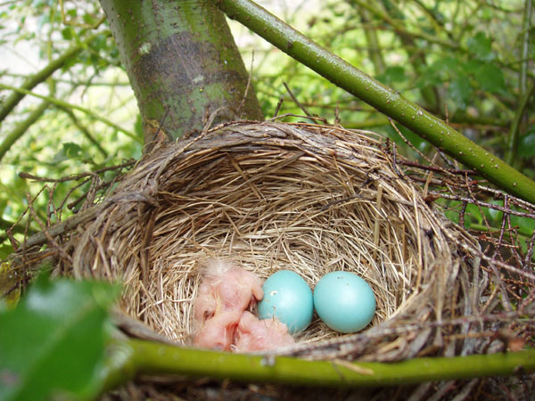 Robinbabies2 good